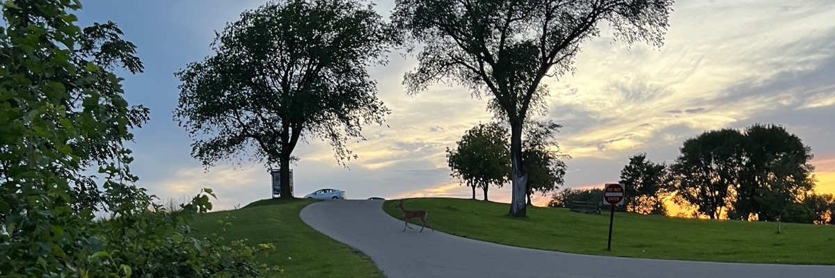 Deer crossing road at sunset in Memorial Park in Red Wing